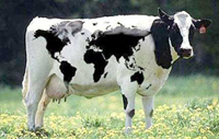 Friesian cow